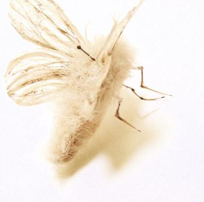 moth made of glue and human hair by Adrienne Antonson