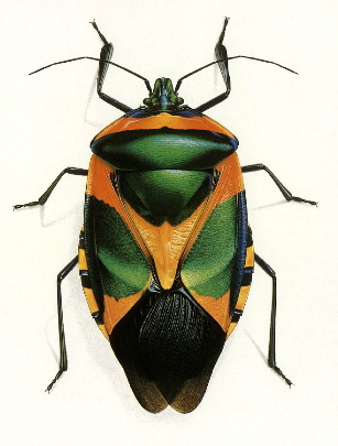 Shield Bug by Bernard Durin